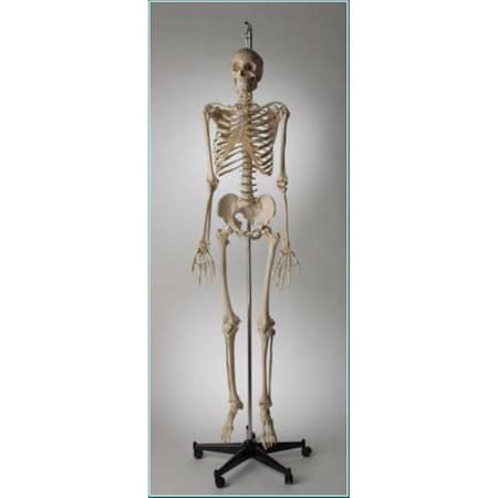 Anatomical Model, Prem Special Edition Skltn Hang Up Mount